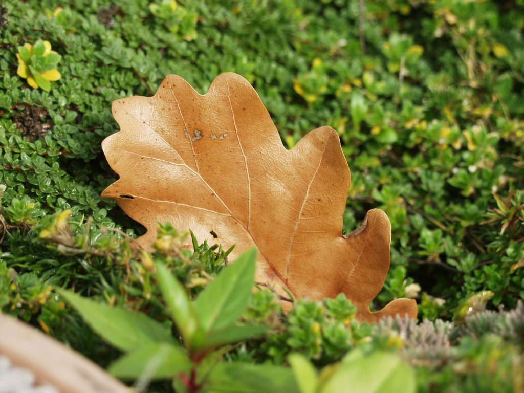 oak-leaf-62716_1280